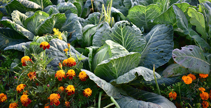 菜园里种花 助蔬菜茁壮成长 有的还可入菜