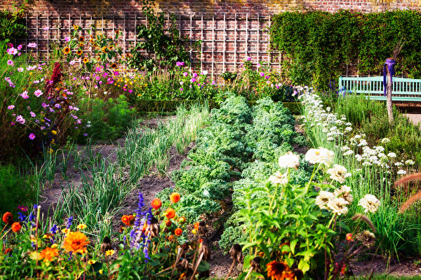 Vegetable Garden In Late Summer Herbs Flowers And Vegetables In