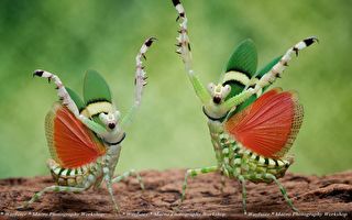 組圖：微距鏡頭下的螳螂 展現「各式舞姿」