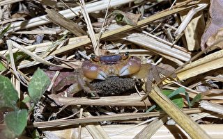 蟹蟹您的爱 东管处提醒绿岛游客保护陆蟹