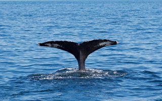 座头鲸海中晒“尾巴航行” 澳洲男子看傻眼