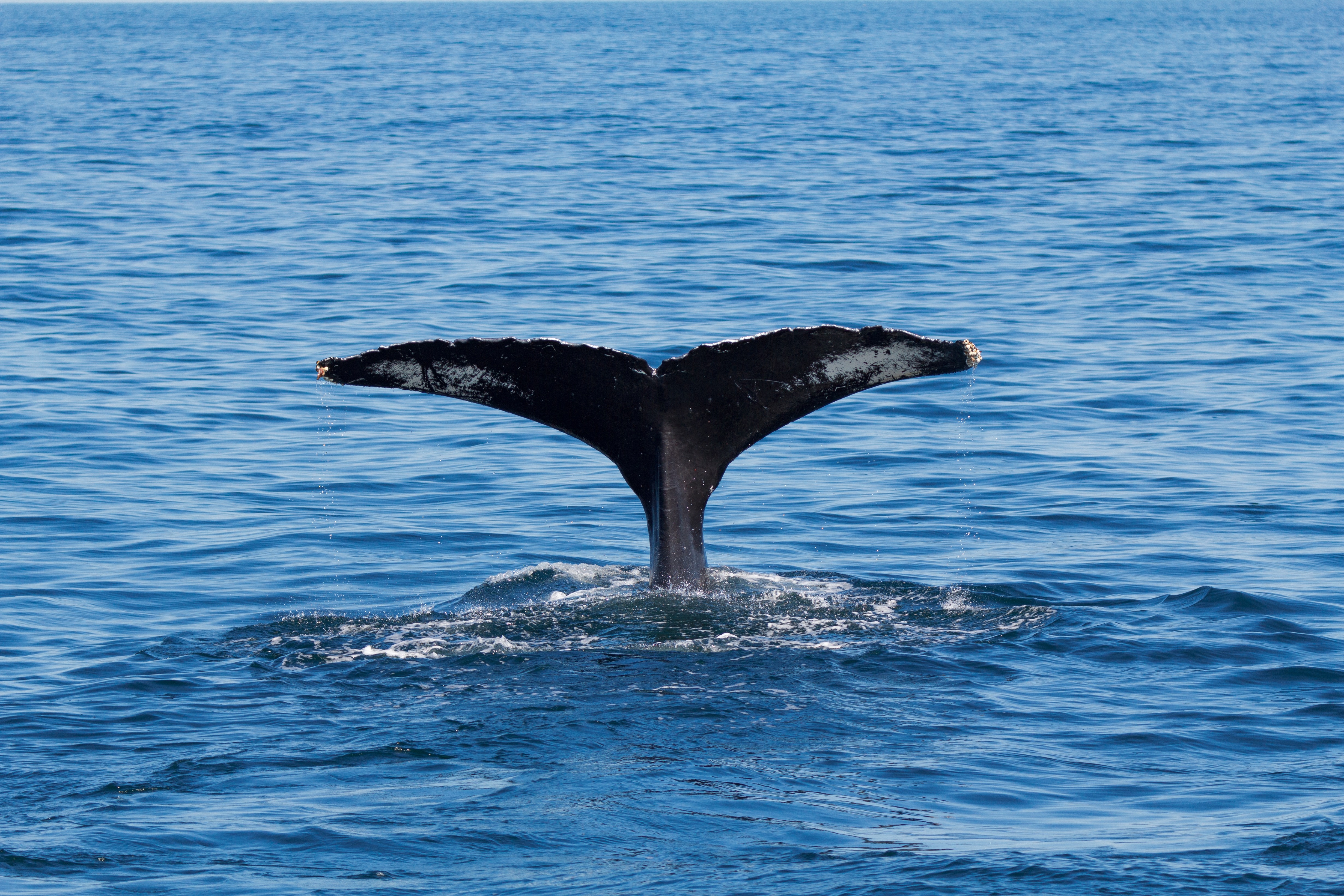 座头鲸海中晒“尾巴航行” 澳洲男子看傻眼| 鲸鱼| 倒立| 大纪元