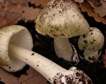 十年來南澳數百人食用毒蘑菇入院治療