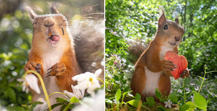 组图：憨态可掬的松鼠 尽显灵动本性
