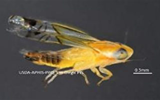 圣地亚哥边境检查发现罕见昆虫