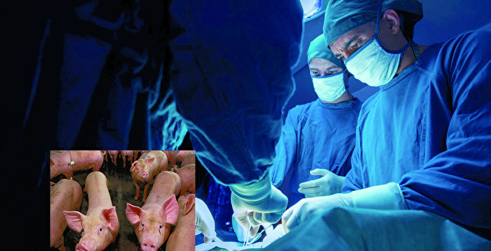 器官移植新进展 猪肾在人体内工作月余
