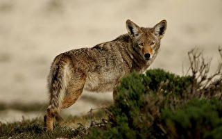 一群新的濒危灰狼 在加州被发现