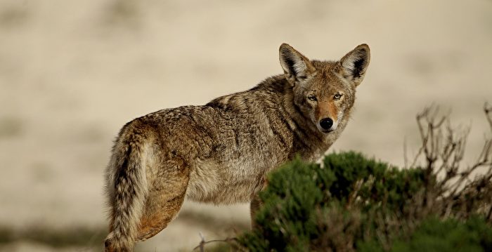 一群新的濒危灰狼 在加州被发现