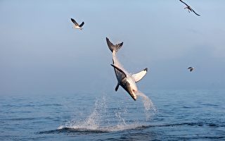 英國攝影師拍到罕見畫面：大鯊魚躍出海面