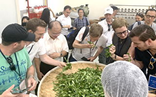 茶改場邀集百大青農與木柵青農   探索製作技術