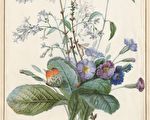 花卉之拉斐尔：完善植物版画的先驱雷杜德