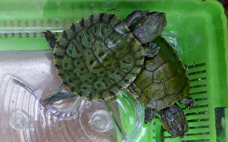 CDC警告小海龜引發的沙門氏菌傳播