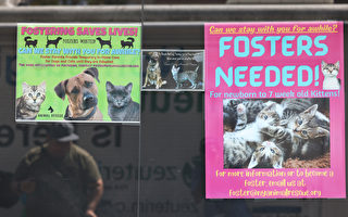 纽约市流浪猫激增 动物组织不胜负荷 暂停新收