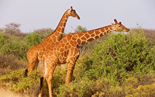 世界首只纯色“网纹长颈鹿”诞生 全身无斑点