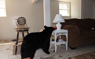 黑熊闖入加州民宅找吃的 還躺在床上睡覺