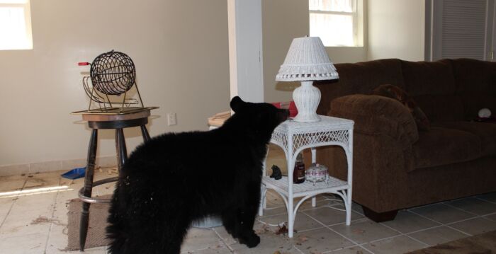 不请自来的熊轻松开门 闯入美国科州民宅