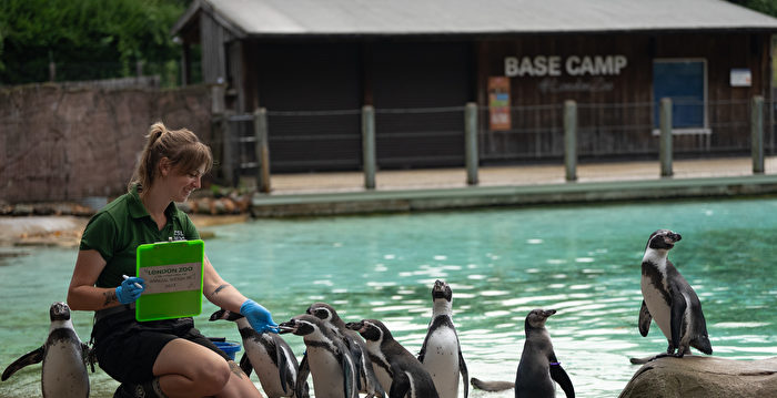 组图:伦敦动物园的动物踏上磅秤接受体检