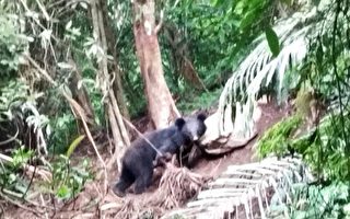 卓溪部落2名青年通報 黑熊受困套索緊急救回一命