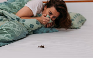 专家分享天然方法 防止蜘蛛爬进你家