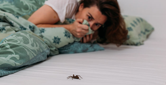 专家分享天然方法 防止蜘蛛爬进你家