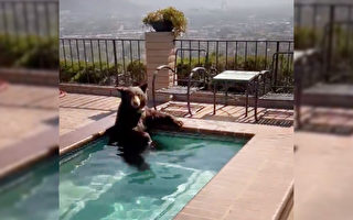组图：调皮熊跑进加州一居民后院游池消暑