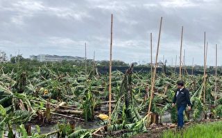 海葵致台東農損嚴重 農業部公告全品項救助