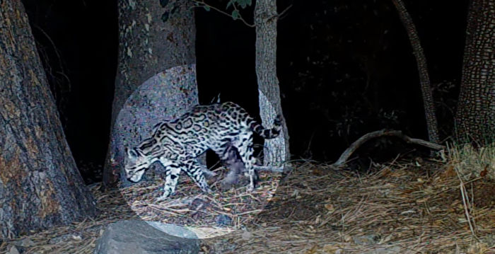 组图：亚利桑那州唯一一只虎猫罕见现踪