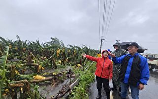 海葵台风重创屏县农作 蜜枣柠檬香蕉严重受损