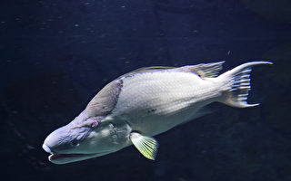 美科學家發現一種魚可用皮膚「觀察」環境