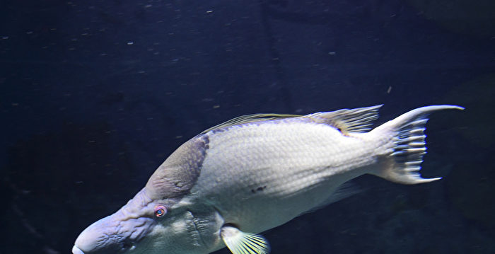 美科学家发现一种鱼可用皮肤“观察”环境