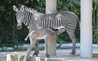 組圖：羅馬動物園誕生瀕危的細紋斑馬