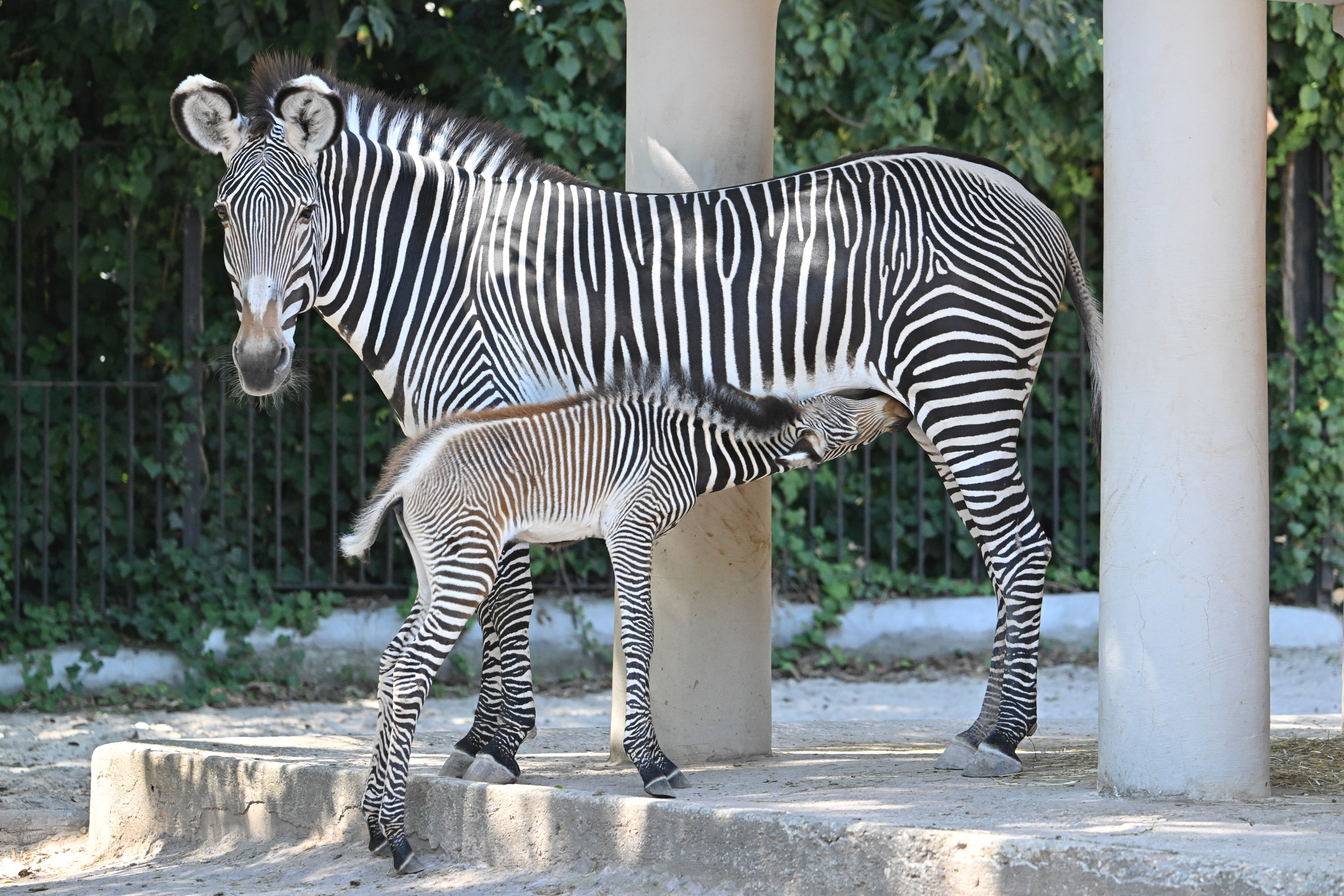 组图：罗马动物园诞生濒危的细纹斑马| 意大利| 大纪元, image size:7042x4695