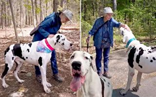 組圖：巨型大丹犬在小路上愛上了一位老奶奶