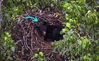 黑熊在阿拉斯加军事基地的鹰巢打盹
