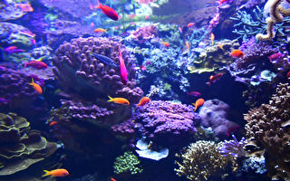 新發現：藻類通過降解細胞壁給珊瑚提供養分
