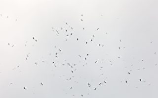 赤腹鹰群抵达 垦丁迎今年首波秋季过境猛禽