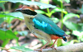台南六甲八色鳥首次系統調查 廣布六甲淺山區域