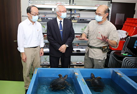 嘉大生物資源學系主任許富雄副教授（右）解說豬鼻龜的習性。