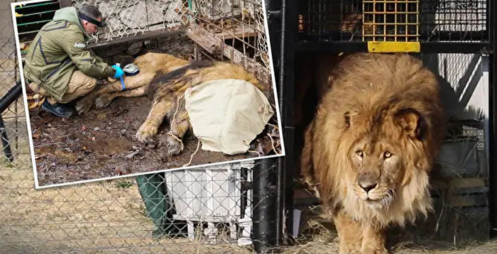 被圈养15年“世界最孤独狮子”终回归家园