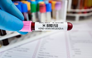 研究：人源H3N8禽流感病毒傳播力強 或有爆發風險