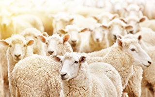 綿羊群闖溫室吃掉272公斤大麻 跳得比山羊高