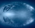 海豚在加州生物发光水域闪耀蓝光的神奇时刻
