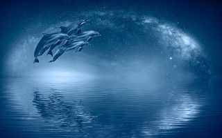 海豚在加州生物发光水域闪耀蓝光的神奇时刻