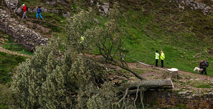 英著名地标“罗宾汉树”被砍 警方拘捕凶手