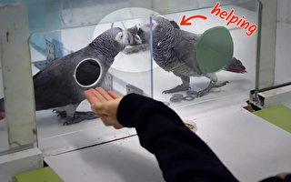 研究發現：灰鸚鵡會無私幫助同類獲取食物