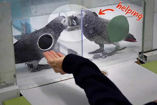 研究發現：灰鸚鵡會無私幫助同類獲取食物