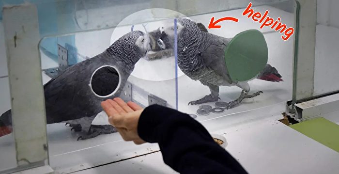 研究发现：灰鹦鹉会无私帮助同类获取食物