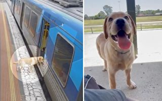 組圖：獨自乘列車冒險 拉布拉多犬安全回家