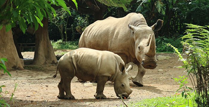 复育见成效 濒危犀牛种群数量出现回升