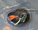 纽约史坦顿岛失踪乌龟或成乌龟汤？